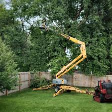 How Our Tree Care Process Works  in  Hackberry, TX