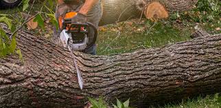 Best Fruit Tree Pruning  in Hackberry, TX