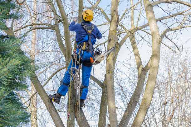 Best Palm Tree Trimming  in Hackberry, TX